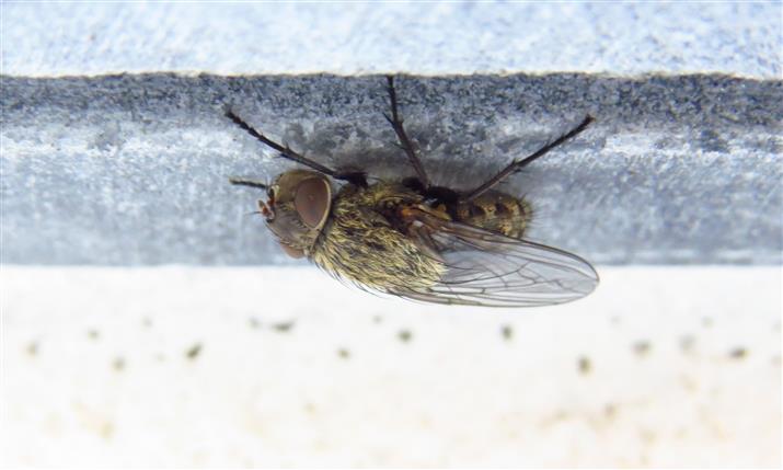 femmina di Pollenia sp. (Calliphoridae)